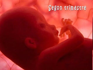Segon trimestre 