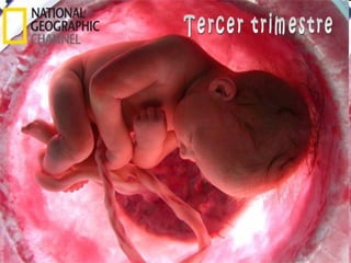 Tercer trimestre 