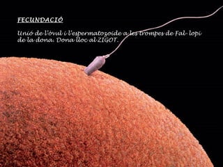 FECUNDACIÓ Unió de l’òvul i l’espermatozoide a les trompes de Fal·lopi de la dona. Dona lloc al ZIGOT. 