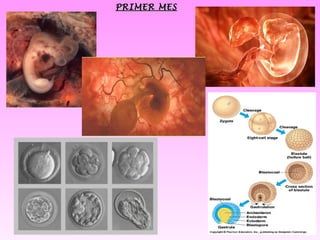 PRIMER MES 