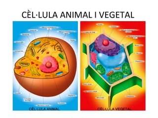 CÈL·LULA ANIMAL I VEGETAL  