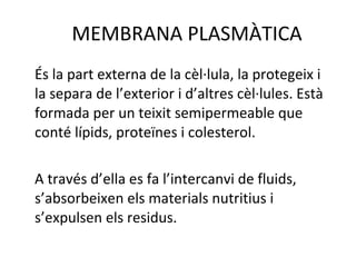 MEMBRANA PLASMÀTICA És la part externa de la cèl·lula, la protegeix i la separa de l’exterior i d’altres cèl·lules. Està formada per un teixit semipermeable que conté lípids, proteïnes i colesterol. A través d’ella es fa l’intercanvi de fluids, s’absorbeixen els materials nutritius i s’expulsen els residus. 