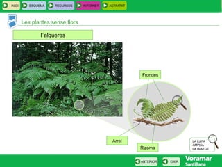 INICI ESQUEMA RECURSOS INTERNET ACTIVITAT
Les plantes sense flors
EIXIRANTERIOR
Falgueres
LA LUPA
AMPLIA
LA IMATGE
Frondes
Arrel
Rizoma
 