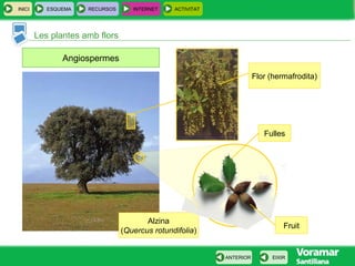 INICI ESQUEMA RECURSOS INTERNET ACTIVITAT
Les plantes amb flors
EIXIRANTERIOR
Angiospermes
Alzina
(Quercus rotundifolia)
Flor (hermafrodita)
Fulles
Fruit
 