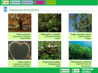 INICI ESQUEMA RECURSOS INTERNET ACTIVITAT
EIXIRANTERIOR
Adaptacions de les plantes
Fulles caduques
Sobreviuen en èpoques
desfavorables
Fulles grans i ovalades
Eliminació de l’excés
d’aigua
Fulles menudes i dures
Eviten la pèrdua
d’aigua
Fulles d’espina
Serveixen de defensa i
eviten la pèrdua d’aigua
Fulles impermeables
Flotabilitat sobre
l’aigua
Fulles llargues i sense tija
Supervivència en el
fons del mar
 