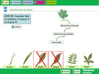 INICI ESQUEMA RECURSOS INTERNET ACTIVITAT
EIXIRANTERIOR
Grup A Grup B Grup DGrup CGrup A Grup EGrup A Grup F
Sense forma d'acícula
Amb nervis no paral·lels
Fulla simple
ERROR. Aquesta fulla
no pertany ni al grup C
ni al grup D
TORNAR
Identificació de fulles
 