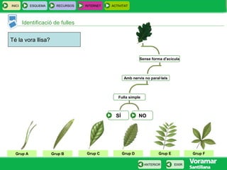 INICI ESQUEMA RECURSOS INTERNET ACTIVITAT
EIXIRANTERIOR
Grup A Grup B Grup DGrup CGrup A Grup EGrup A Grup F
Sense forma d'acícula
Amb nervis no paral·lels
Té la vora llisa?
Fulla simple
SÍ NO
Identificació de fulles
 