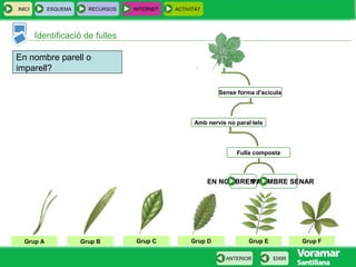 INICI ESQUEMA RECURSOS INTERNET ACTIVITAT
EIXIRANTERIOR
Grup A Grup B Grup DGrup CGrup A Grup EGrup A Grup F
Sense forma d'acícula
Amb nervis no paral·lels
Fulla composta
En nombre parell o
imparell?
EN NOMBRE PARELLEN NOMBRE SENAR
Identificació de fulles
 