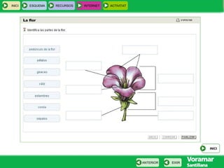 INICI ESQUEMA RECURSOS INTERNET ACTIVITAT
INICI
EIXIRANTERIOR
 