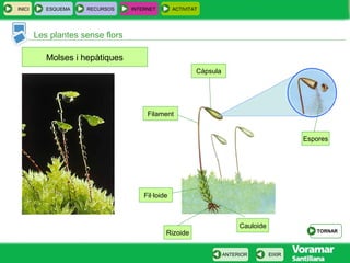 INICI ESQUEMA RECURSOS INTERNET ACTIVITAT
Les plantes sense flors
EIXIRANTERIOR
Molses i hepàtiques
Càpsula
Filament
Fil·loide
Cauloide
Rizoide
Espores
TORNAR
 