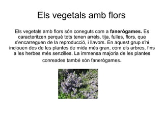 Els vegetals amb flors
Els vegetals amb flors són coneguts com a fanerògames. Es
caracteritzen perquè tots tenen arrels, tija, fulles, flors, que
s'encarreguen de la reproducció, i llavors. En aquest grup s'hi
inclouen des de les plantes de mida més gran, com els arbres, fins
a les herbes més senzilles. La immensa majoria de les plantes
conreades també són fanerògames.

 