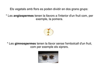 Els vegetals amb flors es poden dividir en dos grans grups:
* Les angiospermes tenen la llavors a l'interior d'un fruit com, per
exemple, la pomera.

* Les gimnospermes tenen la llavor sense l'embolcall d'un fruit,
com per exemple els xiprers.

 