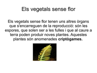 Els vegetals sense flor
Els vegetals sense flor tenen uns altres òrgans
que s'encarreguen de la reproducció: són les
espores, que solen ser a les fulles i que al caure a
terra poden produir noves plantes. Aquestes
plantes són anomenades criptògames.

 