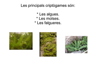 Les principals criptògames són:
* Les algues.
* Les molses.
* Les falgueres.

 