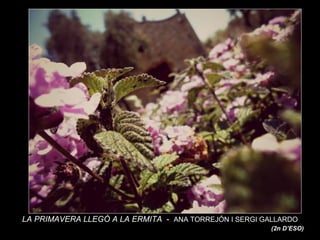 11
LA PRIMAVERA LLEGÓ A LA ERMITA - ANA TORREJÓN I SERGI GALLARDO
(2n D’ESO)
 