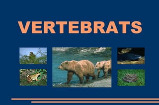 VERTEBRATS
 