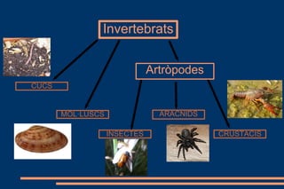 Invertebrats
CUCS
MOL·LUSCS
INSECTES
ARÀCNIDS
CRUSTACIS
Artròpodes
 