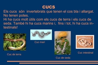 CUCS
Els cucs són invertebrats que tenen el cos bla i allargat.
No tenen potes.
Hi ha cucs molt útils com els cucs de terra i els cucs de
seda. També hi ha cucs marins i, fins i tot, hi ha cucs in-
testinals!
Cuc marí
Cuc de terra
Cuc de seda
Cuc intestinal
 