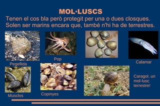 MOL·LUSCS
Tenen el cos bla però protegit per una o dues closques.
Solen ser marins encara que, també n'hi ha de terrestres.
Pegellida
Pop
Calamar
Caragol, un
mol·lusc
terrestre!
CopinyesMusclos
 