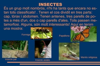 INSECTES
És un grup molt nombrós, n'hi ha tants que encara no es-
tan tots classificats! . Tenen el cos dividit en tres parts:
cap, tòrax i abdomen. Tenen antenes, tres parells de po-
tes a més d'un, dos o cap parells d'ales. Tots passen me-
tamorfosi. Alguns, són molt interessants! Aquí en tenim
una mostra:
Formiga Papallona
Insecte asiàticInsecte pal
Mantis religiosa
 
