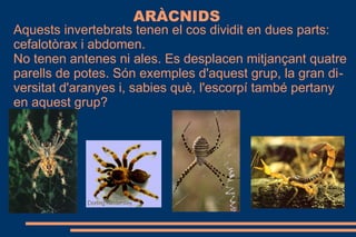 ARÀCNIDS
Aquests invertebrats tenen el cos dividit en dues parts:
cefalotòrax i abdomen.
No tenen antenes ni ales. Es desplacen mitjançant quatre
parells de potes. Són exemples d'aquest grup, la gran di-
versitat d'aranyes i, sabies què, l'escorpí també pertany
en aquest grup?
 