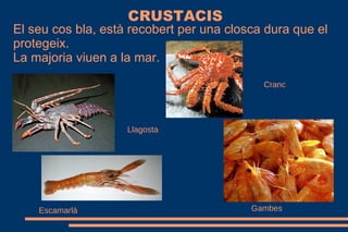 CRUSTACIS
El seu cos bla, està recobert per una closca dura que el
protegeix.
La majoria viuen a la mar.
Cranc
Llagosta
Escamarlà Gambes
 