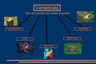 Vertebrats
MAMÍFERS
AUS
PEIXOS
RÈPTILS
AMFIBIS
Són els animals que tenen esquelet
 