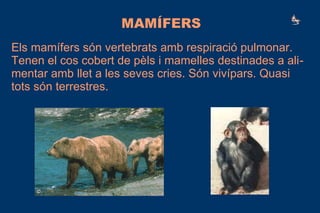MAMÍFERS
Els mamífers són vertebrats amb respiració pulmonar.
Tenen el cos cobert de pèls i mamelles destinades a ali-
mentar amb llet a les seves cries. Són vivípars. Quasi
tots són terrestres.
 