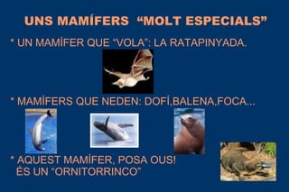 UNS MAMÍFERS “MOLT ESPECIALS”
* UN MAMÍFER QUE “VOLA”: LA RATAPINYADA.
* MAMÍFERS QUE NEDEN: DOFÍ,BALENA,FOCA...
* AQUEST MAMÍFER, POSA OUS!
ÉS UN “ORNITORRINCO”
 