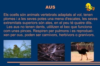 AUS
Els ocells són animals vertebrats adaptats al vol, tenen
plomes i a les seves potes una mena d'escates, les seves
extremitats superiors són ales, en el peu té quatre dits.
Les aus no tenen dents, utilitzen el bec que funciona
com unes pinces. Respiren per pulmons i es reproduei-
xen per ous, poden ser carnívors, herbívors o granívors.
 