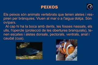 PEIXOS
Els peixos són animals vertebrats que tenen aletes i res-
piren per brànquies. Viuen al mar o a l'aigua dolça. Són
ovípars.
Al cap hi ha la boca amb dents, les fosses nassals, els
ulls, l'opercle (protecció de les obertures branquials), te-
nen escates i aletes dorsals, pectorals, ventrals, anal i
caudal (cua).
 