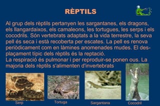 RÈPTILS
Al grup dels rèptils pertanyen les sargantanes, els dragons,
els llangardaixos, els camaleons, les tortugues, les serps i els
cocodrils. Són vertebrats adaptats a la vida terrestre, la seva
pell és seca i està recoberta per escates. La pell es renova
periòdicament com en làmines anomenades mudes. El des-
plaçament típic dels rèptils és la reptació.
La respiració és pulmonar i per reproduir-se ponen ous. La
majoria dels rèptils s'alimenten d'invertebrats
Serp Tortuga Sargantana Cocodril
 