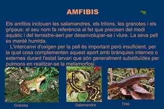 AMFIBIS
Els amfibis inclouen les salamandres, els tritons, les granotes i els
gripaus: el seu nom fa referència al fet que precisen del medi
aquàtic i del terrestre-aeri per desenvolupar-se i viure. La seva pell
es manté humida.
L'intercanvi d'oxigen per la pell és important però insuficient, per
la qual cosa complementen aquest aport amb brànquies internes o
externes durant l'estat larvari que són generalment substituïdes per
pulmons en realitzar-se la metamorfosi.
Granota Salamandra Tritó
 