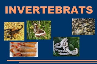 INVERTEBRATS
 