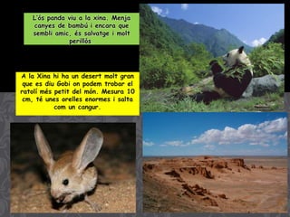 L’ós panda viu a la xina. Menja
canyes de bambú i encara que
sembli amic, és salvatge i molt
perillós.
A la Xina hi ha un desert molt gran
que es diu Gobi on podem trobar el
ratolí més petit del món. Mesura 10
cm, té unes orelles enormes i salta
com un cangur.
 