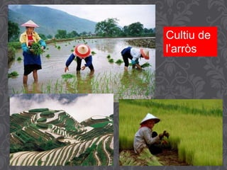 Cultiu de
l’arròs
 
