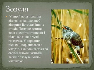  У вирій вона повинна
відлетіти раніше, щоб
відкрити його для інших
птахів. Тому не встигає
вона висидіти пташенят і
підкидає яйця в чужі
гніздечка. У народних
піснях її порівнювали з
матір'ю, яка побивається за
своїми дітьми називали
лагідно "зозуленькою-
матінкою".
 