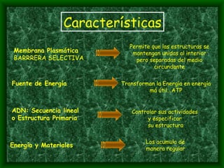 Características Membrana Plasmática BARRRERA SELECTIVA Permite que las estructuras se mantengan unidas al interior pero separadas del medio circundante Energía y Materiales Los acumula de  manera regular Fuente de Energía Transforman la Energía en energía má útil...ATP ADN: Secuencia lineal  o Estructura Primaria Controlar sus actividades  y especificar  su estructura 