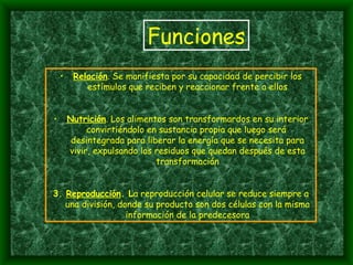 Funciones Relación . Se manifiesta por su capacidad de percibir los estímulos que reciben y reaccionar frente a ellos Nutrición . Los alimentos son transformardos en su interior convirtiéndolo en sustancia propia que luego será  desintegrada para liberar la energía que se necesita para vivir, expulsando los residuos que quedan después de esta transformación 3.  Reproducción . L a reproducción celular se reduce siempre a una división, donde su producto son dos células con la misma información de la predecesora 