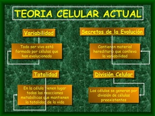 TEORIA CELULAR ACTUAL Variabilidad Todo ser vivo está formado por células que han evolucionado Secretos de la Evolución Contienen material hereditario que conlleva la variabilidad División Celular Las células se generan por división de células preexistentes Totalidad En la célula tienen lugar todas las reacciones metabólicas que mantienen la totalidad de la vida 
