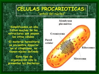 Simplificadas,en ella faltan muchas de las estructuras que poseen las otras células  El material hereditario se encuentra disperso en el citoplasma, no tienen núcleo definido Este tipo de organización sólo lo presentan las Bacterias CELULAS PROCARIOTICAS: “ antes del núcleo” 