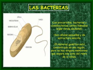 LAS BACTERIAS Los procariotas, bacterias y cianobacterias (antes llamadas algas verde azuladas) Son células pequeñas y de estructura sencilla El material genético está concentrado en una región, pero no hay ninguna membrana que separe esa zona del resto de la célula 