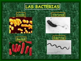 LAS BACTERIAS Cocos Vibriones Bacilos Espirilos 