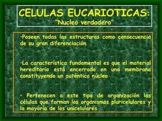 Poseen todas las estructuras como consecuencia de su gran diferenciación La característica fundamental es que el material hereditario está encerrado en una membrana constituyendo un auténtico núcleo Pertenecen a este tipo de organización las células que forman los organismos pluricelulares y la mayoría de los unicelulares CELULAS EUCARIOTICAS : “ Nucleo verdadero” 