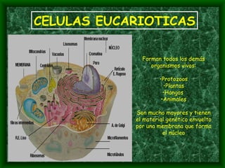 CELULAS EUCARIOTICAS Forman todos los demás organismos vivos: Protozoos Plantas Hongos  Animales Son mucho mayores y tienen el material genético envuelto por una membrana que forma el núcleo 