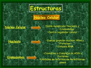 Estructuras Núcleo Celular Núcleo Celular Doble membrana: Nucleolo y  Cromosomas Centro regulador celular Nucleolo Cuerpo granular nuclear: RNA y Proteínas Síntesis RNA Cromosomas Cromatina o Complejo de ADN y Proteínas Unidades de información hereditarias:  genes 