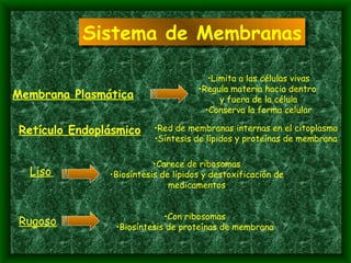 Sistema de Membranas Membrana Plasmática Limita a las células vivas Regula materia hacia dentro  y fuera de la célula Conserva la forma celular Retículo Endoplásmico Red de membranas internas en el citoplasma Síntesis de lípidos y proteínas de membrana Liso   Carece de ribosomas Biosíntesis de lípidos y destoxificación de medicamentos Rugoso Con ribosomas Biosíntesis de proteínas de membrana 