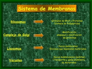 Ribosomas Gránulos de RNA y Proteínas Síntesis de Polipéptidos Complejo de Golgi Modificación,  empaque y clasificación  de proteínas Lisosomas   Sacos membranos Enzimas que desdoblan materiales Vacuolas Sacos membranosos (palntas) Transporte y almacenamiento  de materiales Sistema de Membranas 