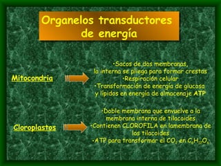 Organelos transductores  de energía Cloroplastos Doble membrana que envuelve a la membrana interna de tilacoides Contienen CLOROFILA en lamembrana de los tilacoides ATP para transformar el CO 2  en C 6 H 12 O 6 Mitocondria Sacos de dos membranas, la interna se pliega para formar crestas Respiración celular Transformación de energía de glucosa  y lípidos en energía de almacenaje  ATP 