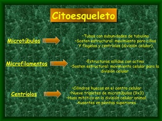 Citoesqueleto Microfilamentos Estructuras sólidas con actina Sosten estructural: movimiento celular para la división celular Microtúbulos Tubos con subunidades de tubulina Sosten estructural: movimiento para cilios Y flagelos y centríolos (división celular) Centríolos Cilindros huecos en el centro celular Nueve tripletes de microtúbulos (9x3) Huso mitótico en la división celular animal. Ausentes en plantas superiores 